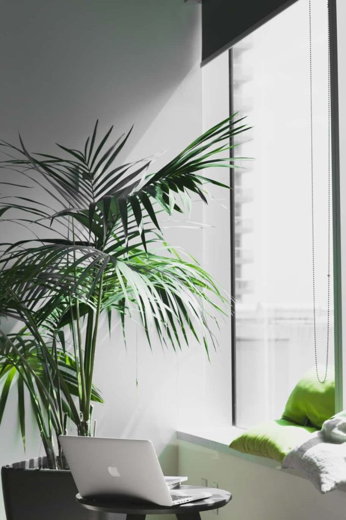 Plants in a white room office